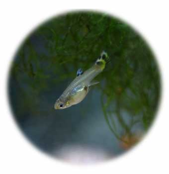 Guppy