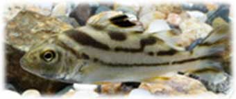 Terapon Jarbua