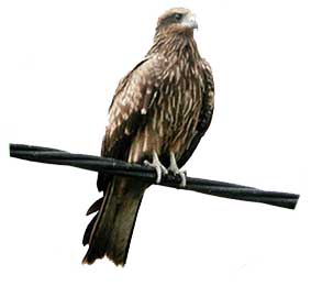 Black Kite