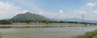 退潮时锦田河新河道露出的泥滩