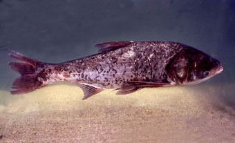 鳙 (Aristichythys nobilis)