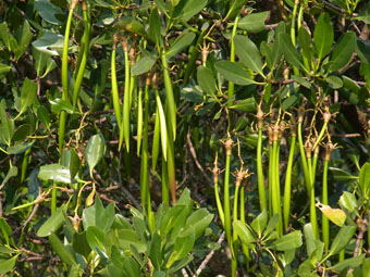 秋茄树 (Kandelia obovata)