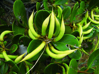 桐花树 (Aegiceras Corniculatum)