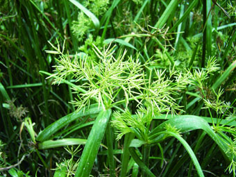 短叶茳芏