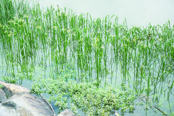 河旁的短叶茳芏