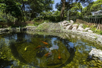 昂坪污水处理厂鱼池