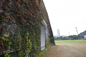 大坑东蓄洪池泵房垂直绿化
